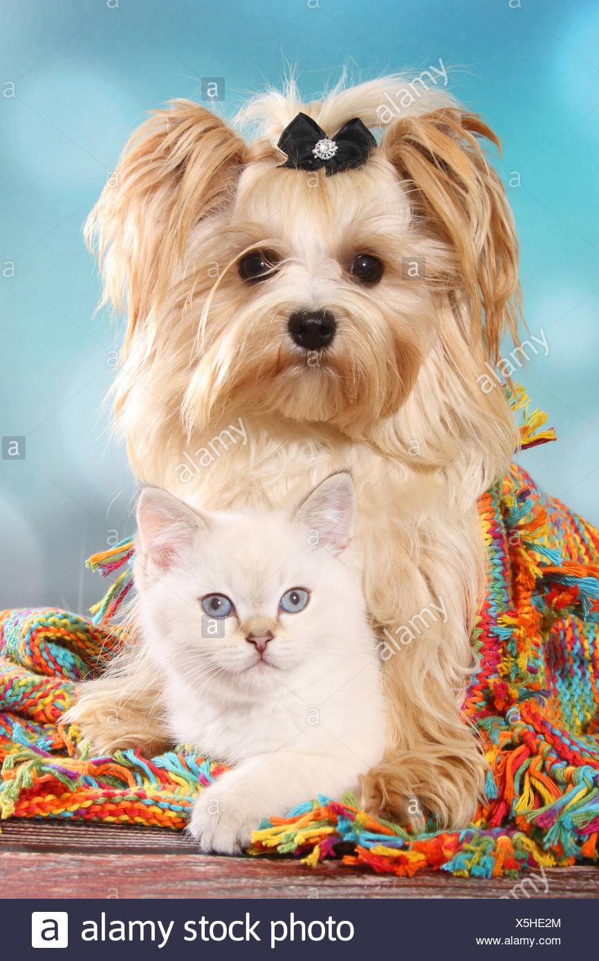 Yorkshire Terrier And British Shorthair Kitten Stock Photo