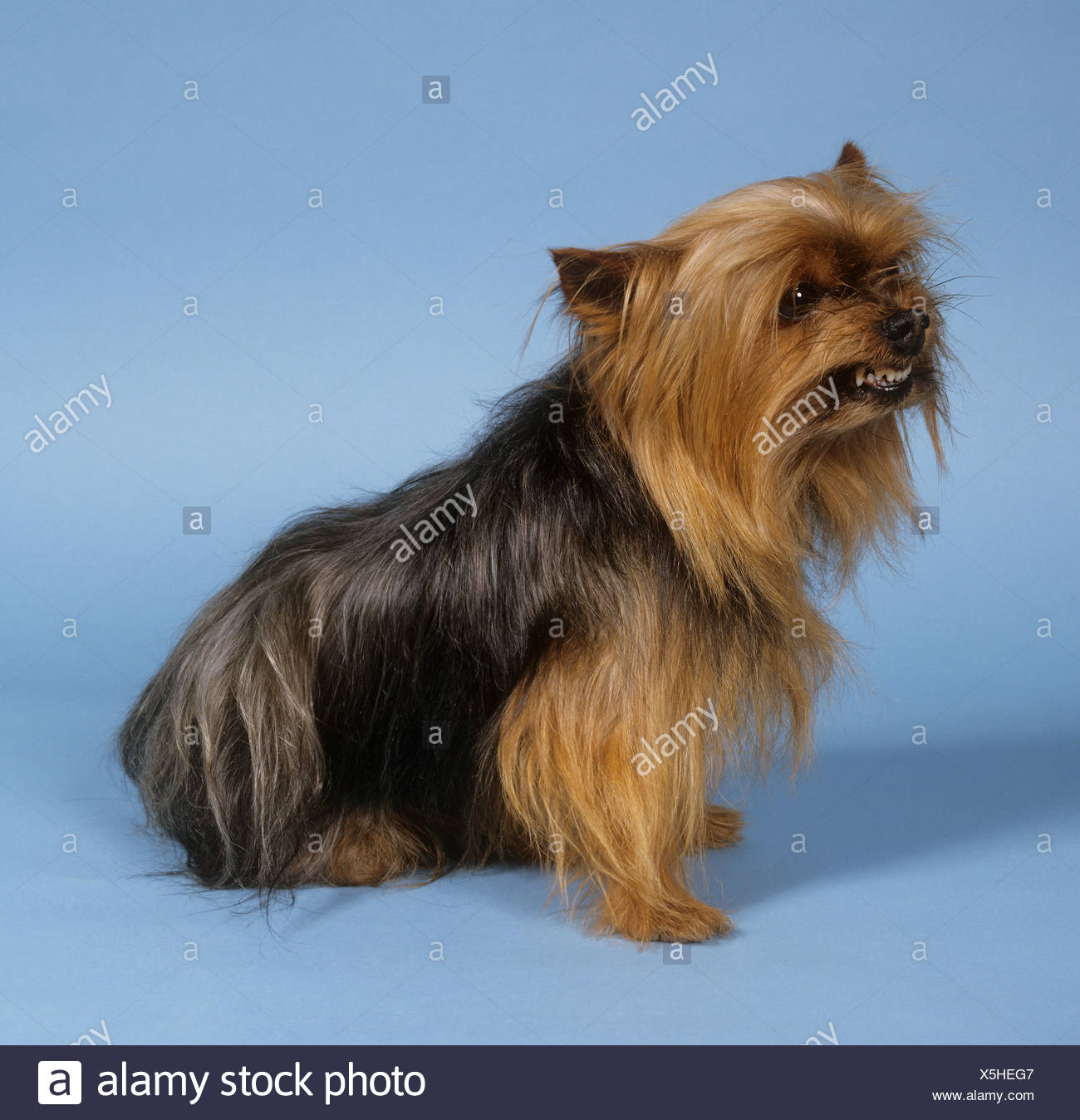 yorkshire terrier teeth