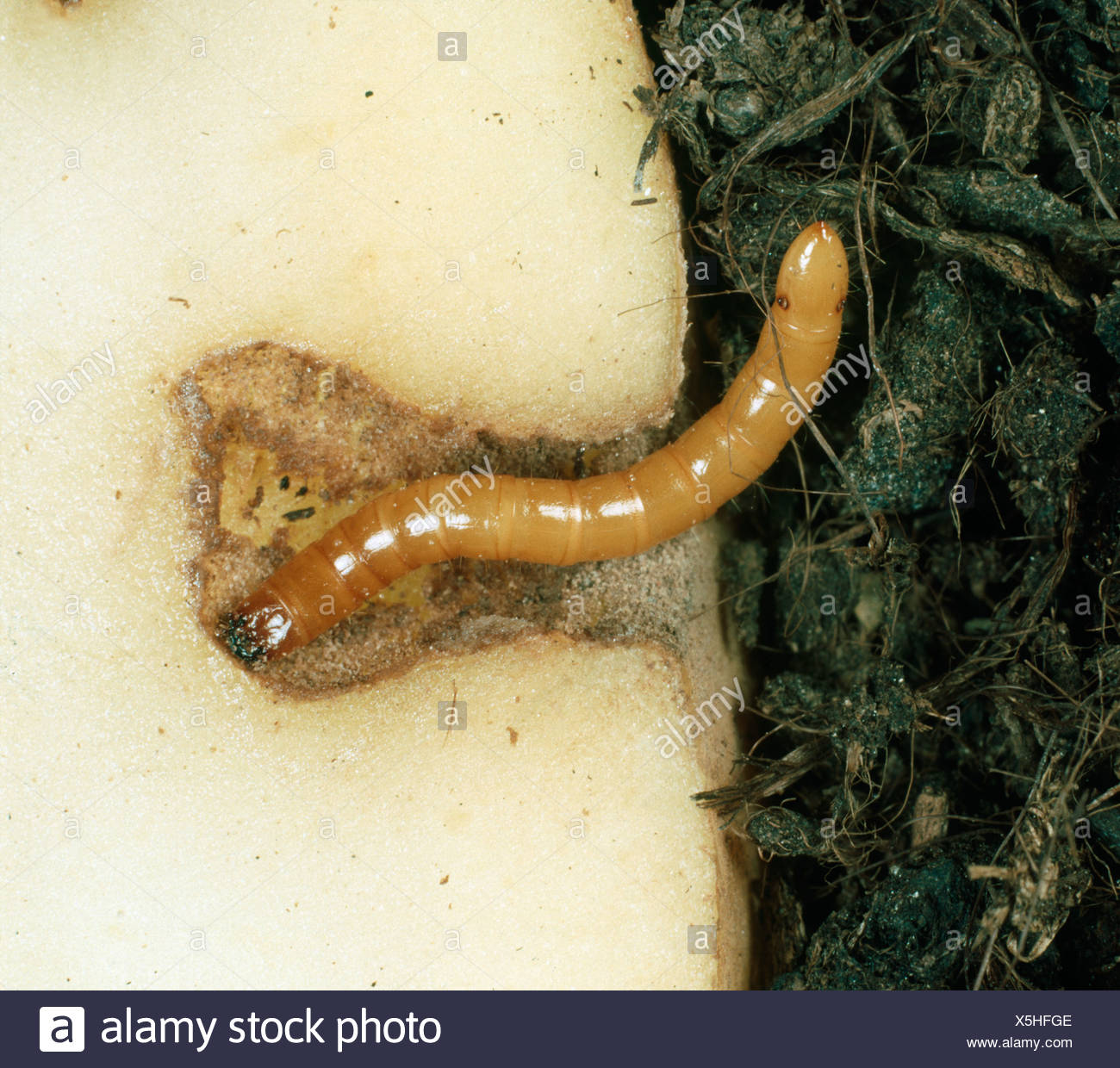 Wireworm Stock Photos & Wireworm Stock Images Alamy