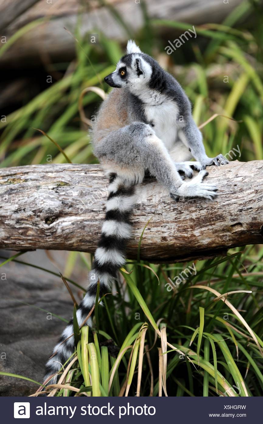 adorable ring tailed lemur