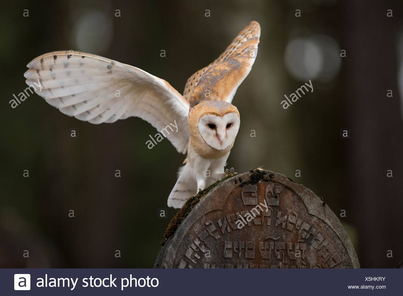 Barn Owl Tyto Alba Landing On Tomstone Of Jewish Cemetery