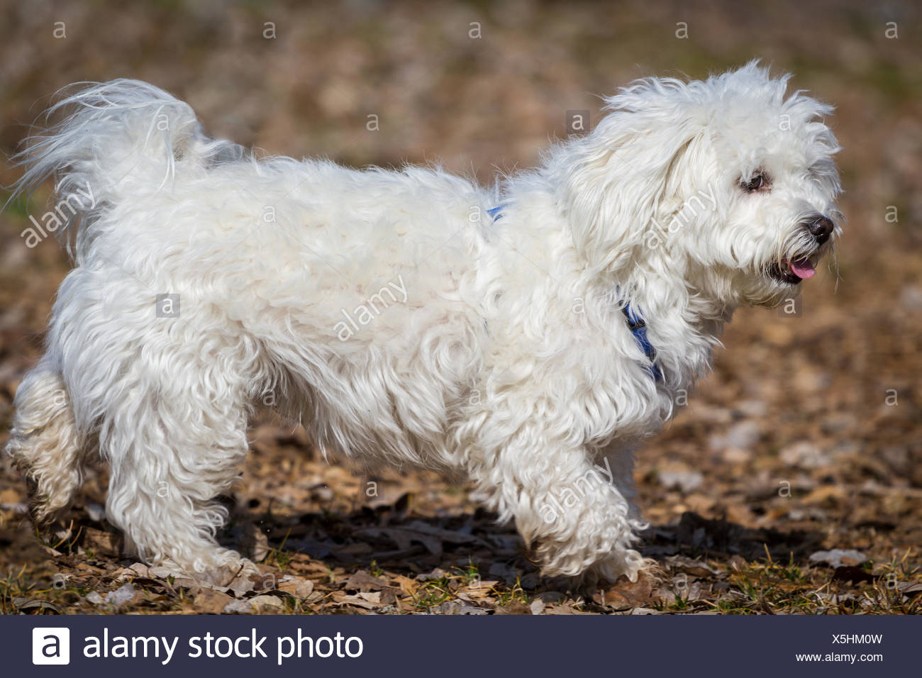 havanese maltese puppies