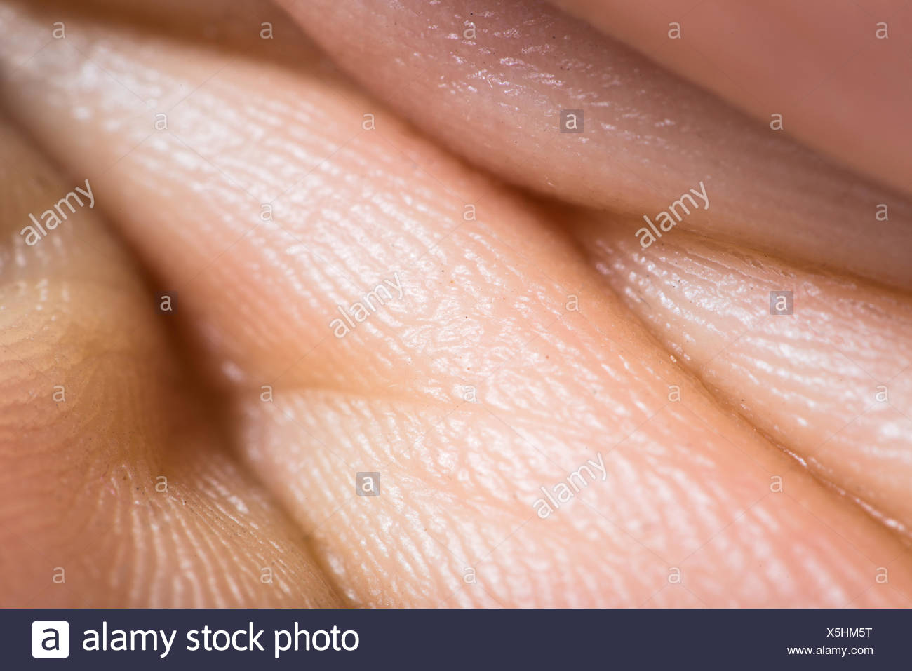 pores on human skin macro up of caucasian skin with holls stock photo royalty free image pores human stock photos pores human stock images alamy pores on human skin macro up of caucasian skin with holls stock photo royalty free image pores human stock photos pores human stock images alamy