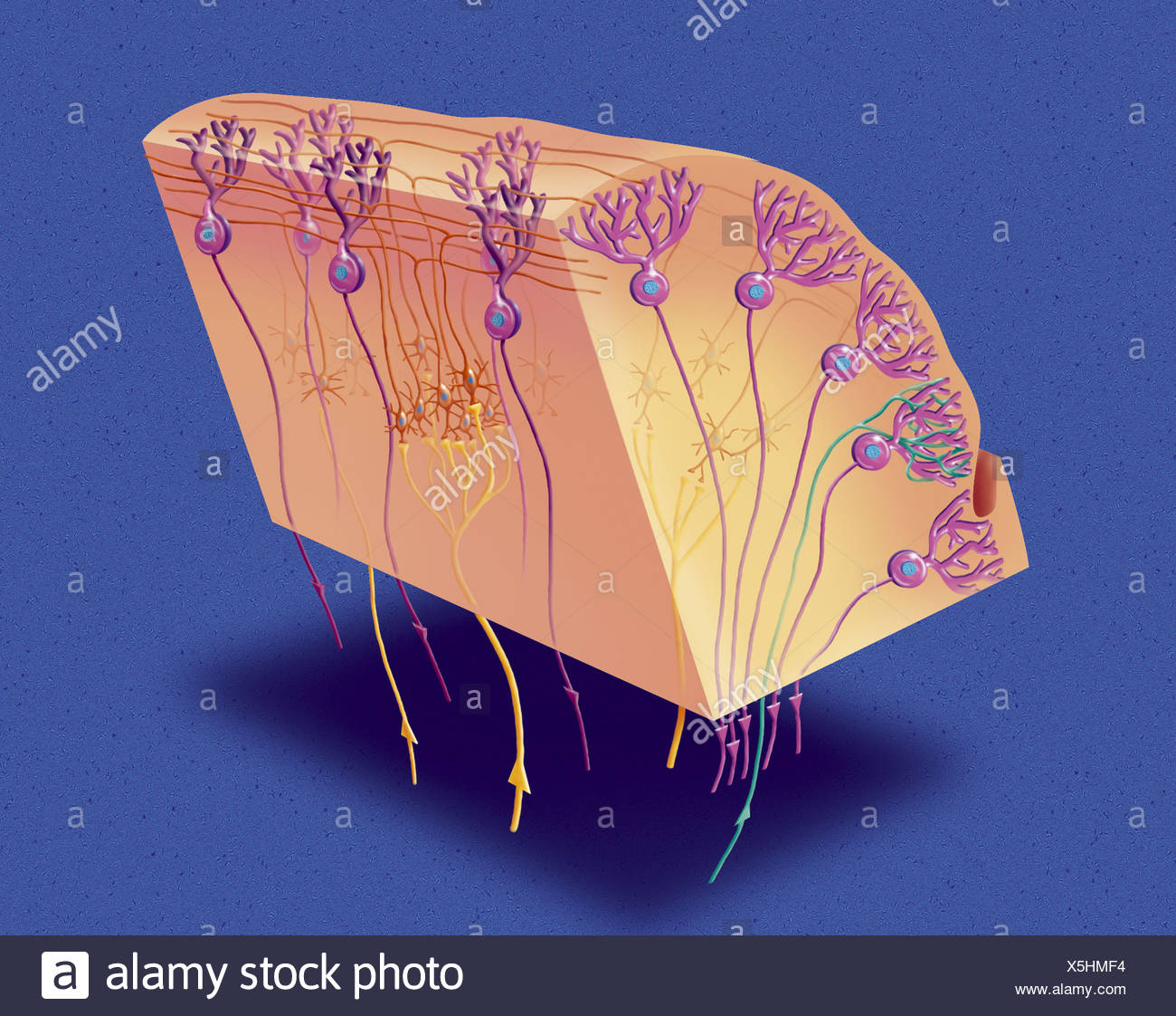 Purkinje Nerve Cells Cerebellum High Resolution Stock Photography and ...
