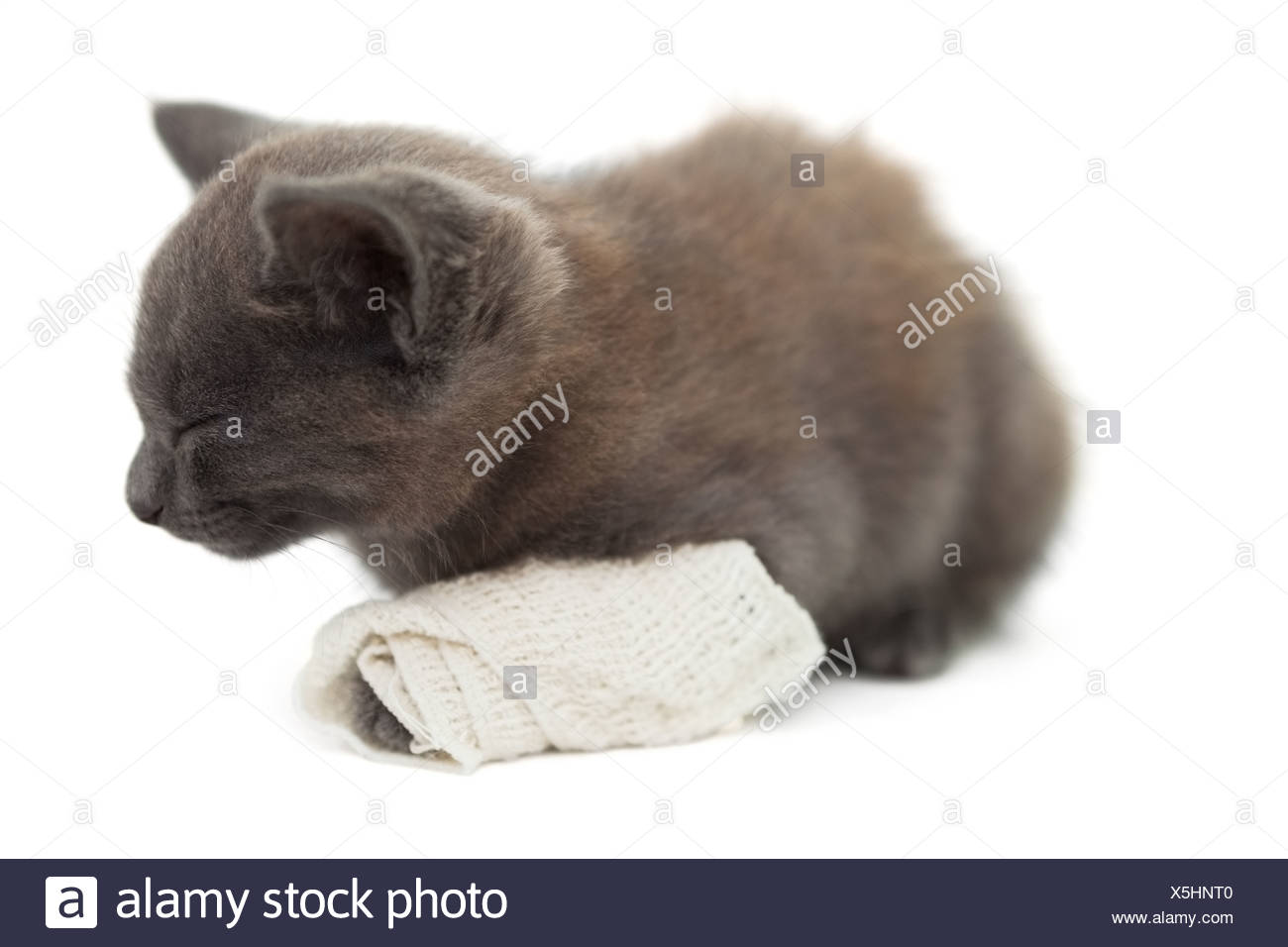 Domestic Cat Bandage High Resolution Stock Photography and Images Alamy
