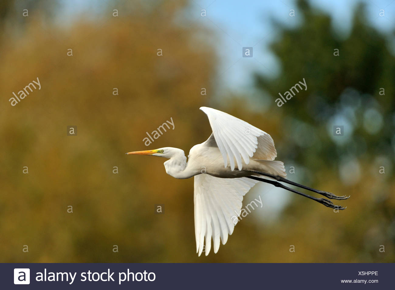 Flight Animal Bird Animals Birds Blank European - 