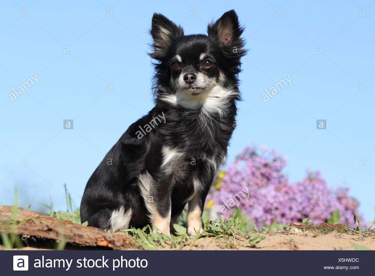 Black And Tan Long Haired Chihuahua Stock Photos Black And Tan