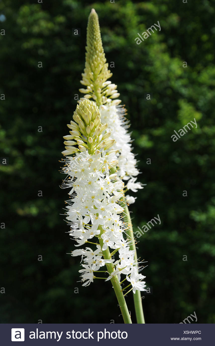 Foxtail Lily High Resolution Stock Photography and Images - Alamy