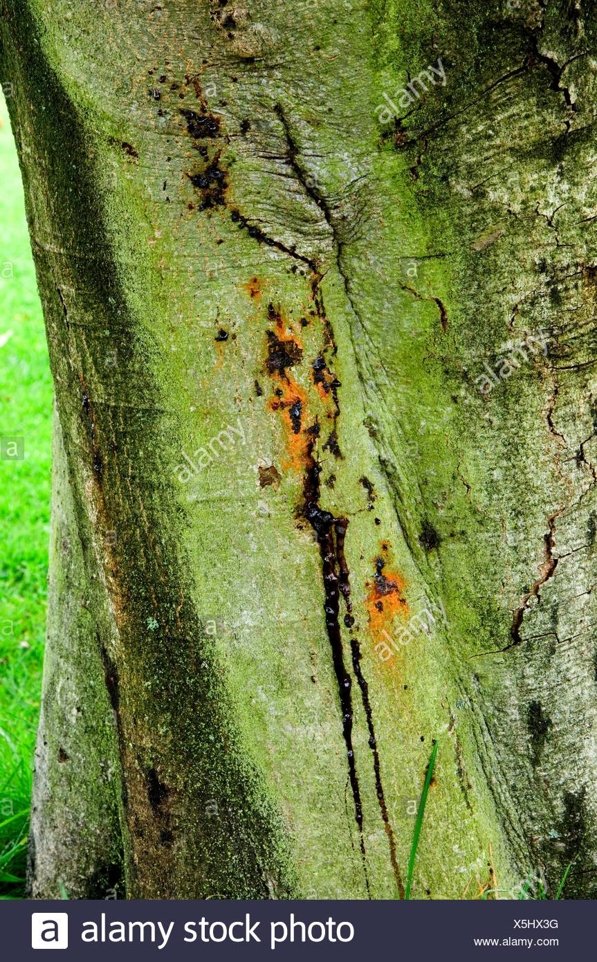 Canker High Resolution Stock Photography and Images Alamy