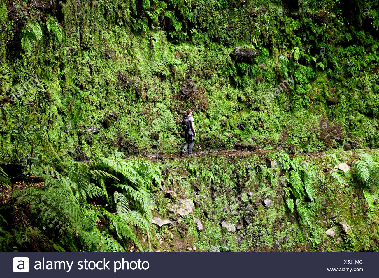 Woman hiking near the Levada de Janela irrigation canal, near Ribeira da Janela, Madeira, Portugal, Europe Stock Photo