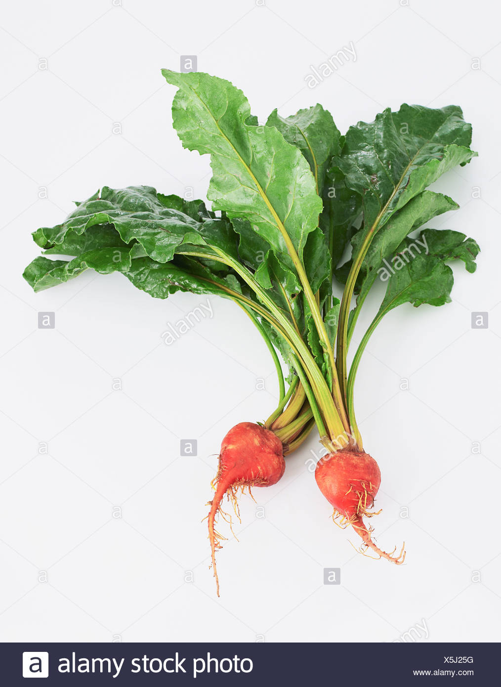 Beetroots High Resolution Stock Photography and Images - Alamy