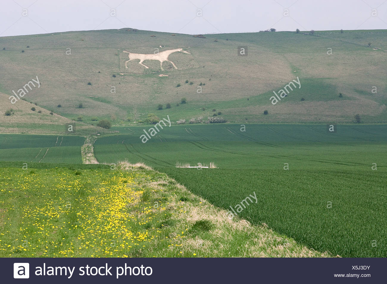 Chalk Figure Of White Horse Carved Into Hillside Stock Photos & Chalk