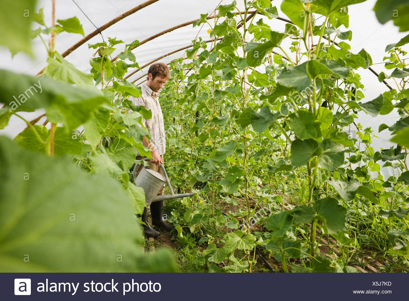 Man in greenhouse watering plants Stock Photo