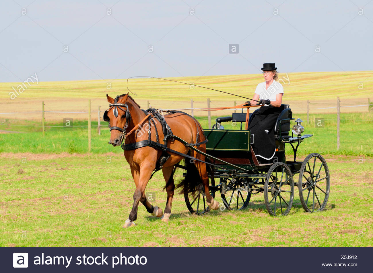 Driving Whip High Resolution Stock Photography and Images Alamy