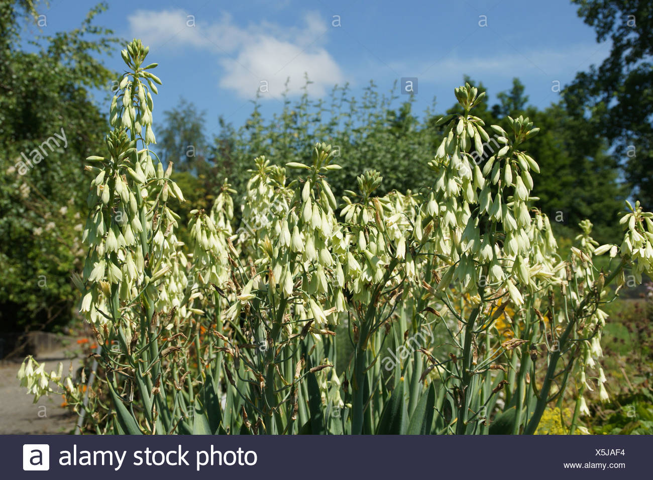 Galtonien High Resolution Stock Photography and Images - Alamy