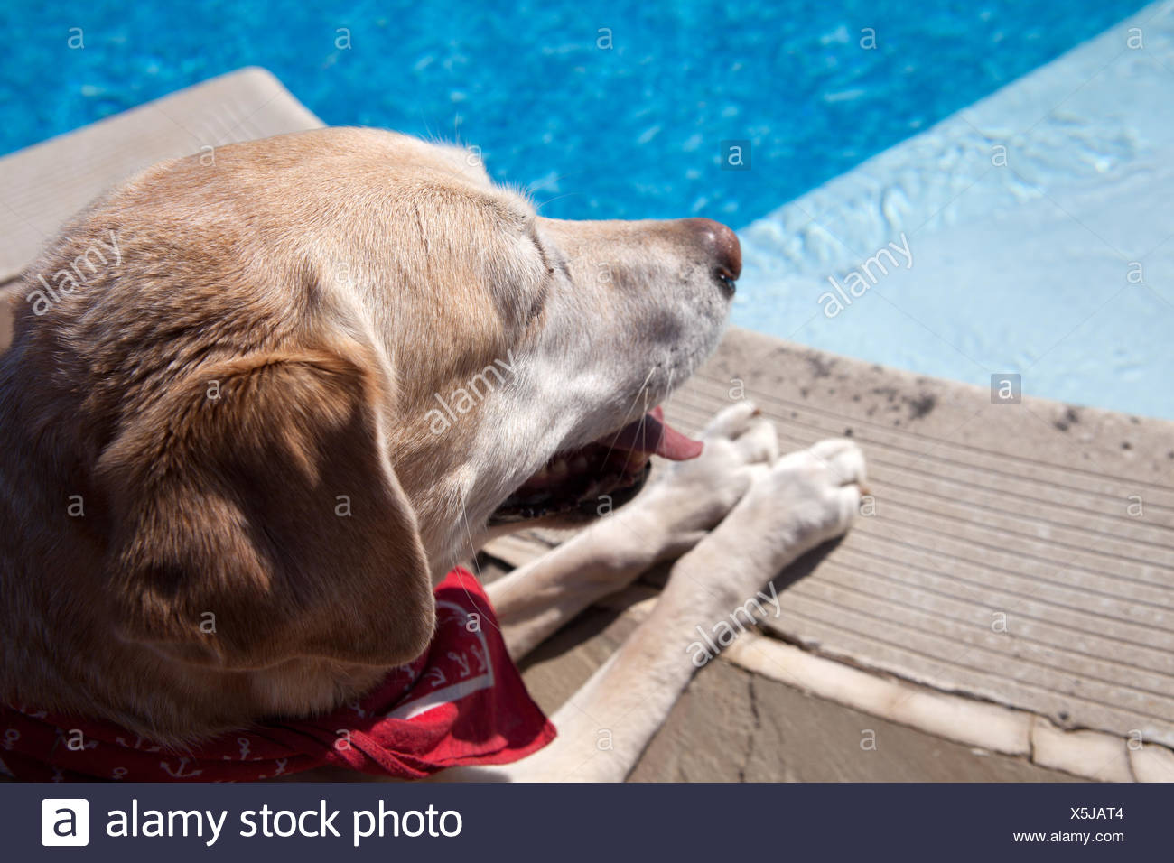 Heller Hund Stock Photos &amp; Heller Hund Stock Images Alamy
