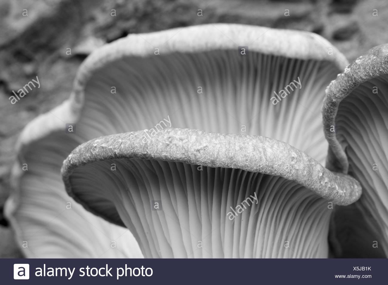 Underside Of Mushroom High Resolution Stock Photography and Images Alamy