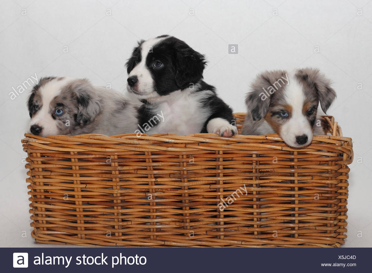 toy australian shepherd breeders