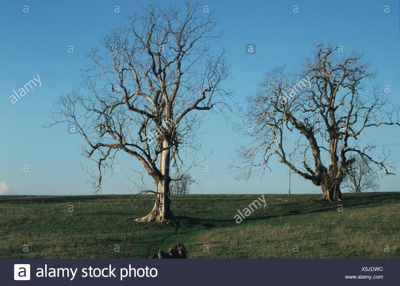 Dutch Elm Disease Tree High Resolution Stock Photography and Images Alamy