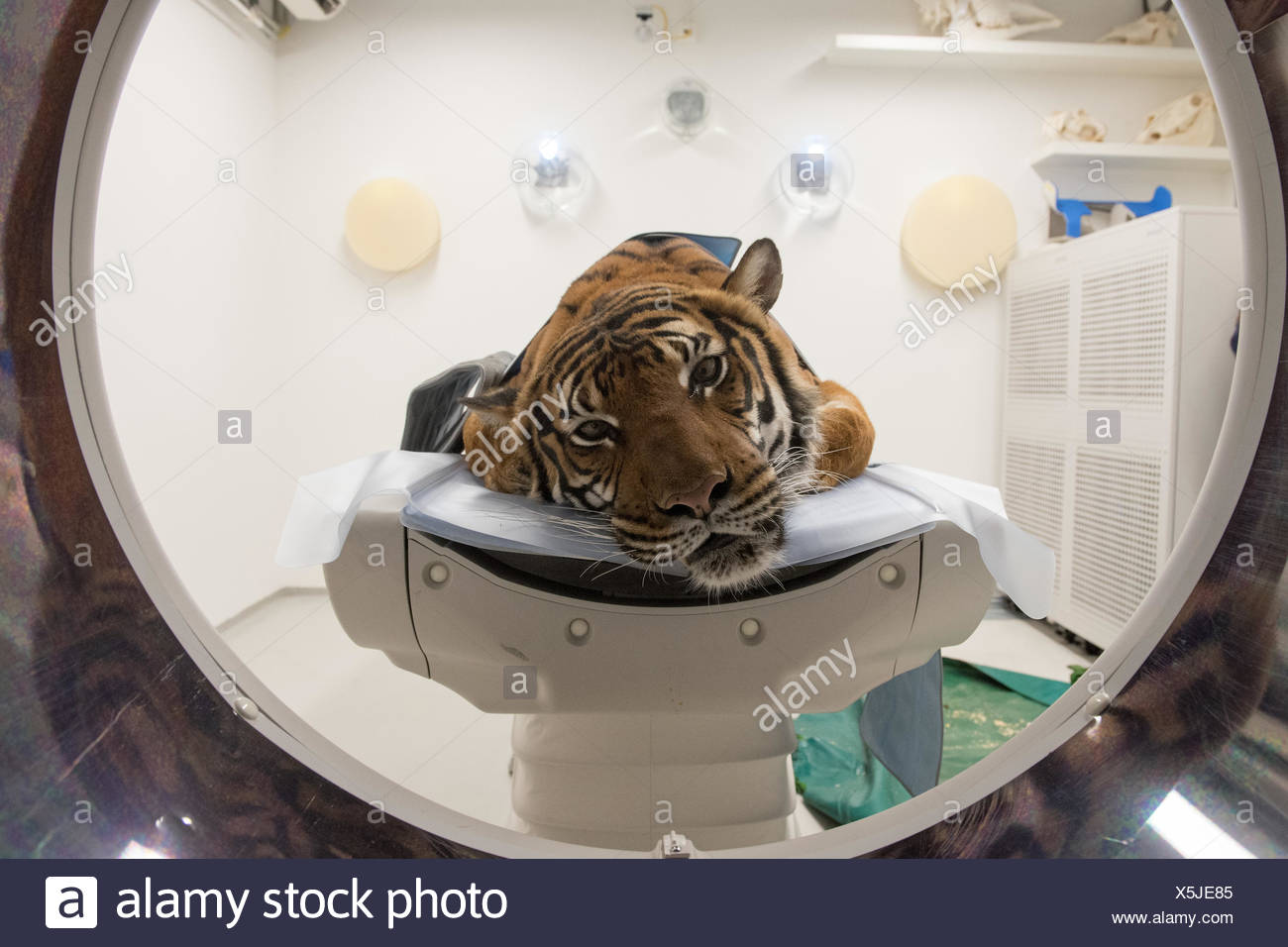 New CT Scanner in VIC. Zoo Tiger Sarai. The Leibniz Institute for Zoo