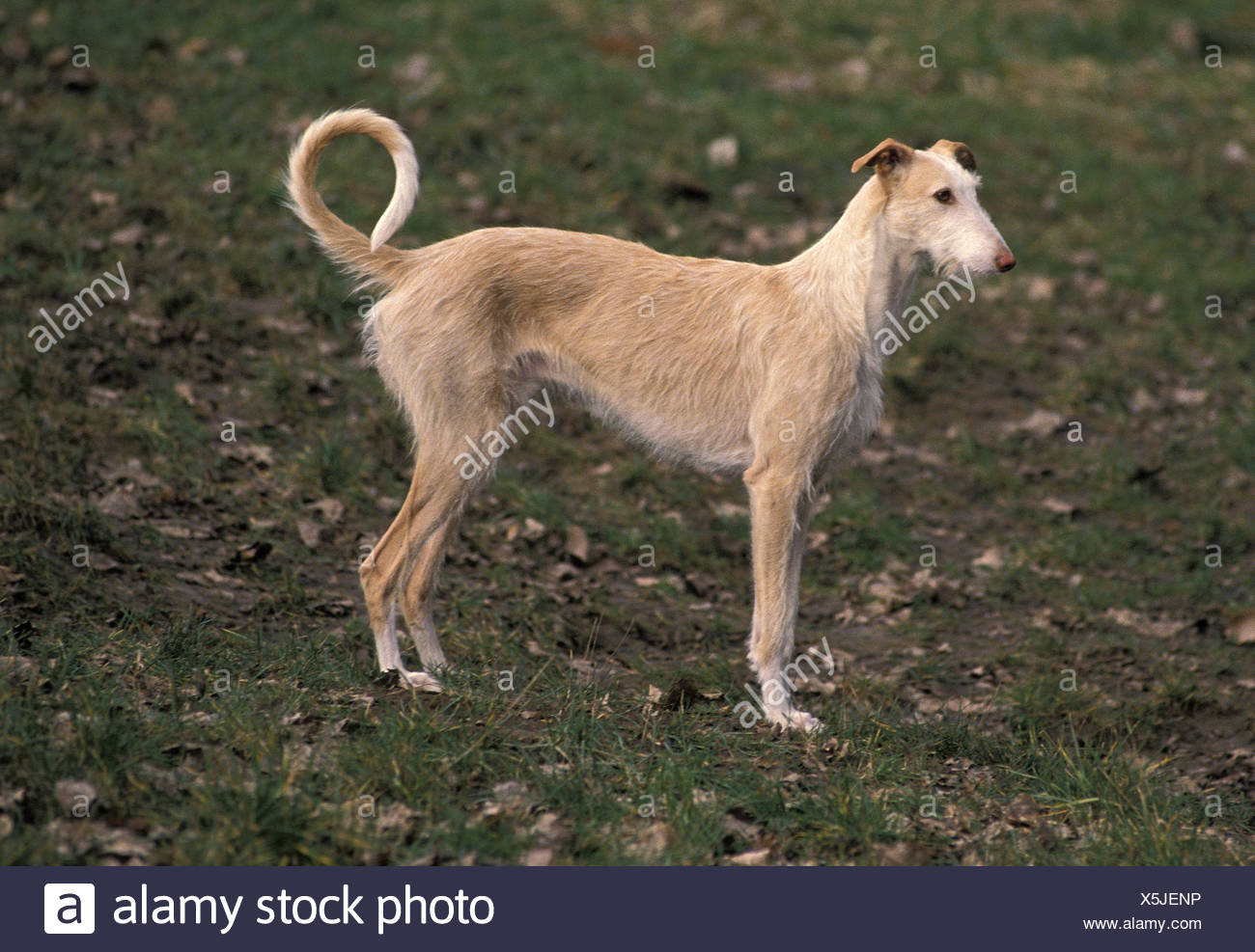 Spanish Wire Haired Galgo Or Spanish Greyhound Stock Photo