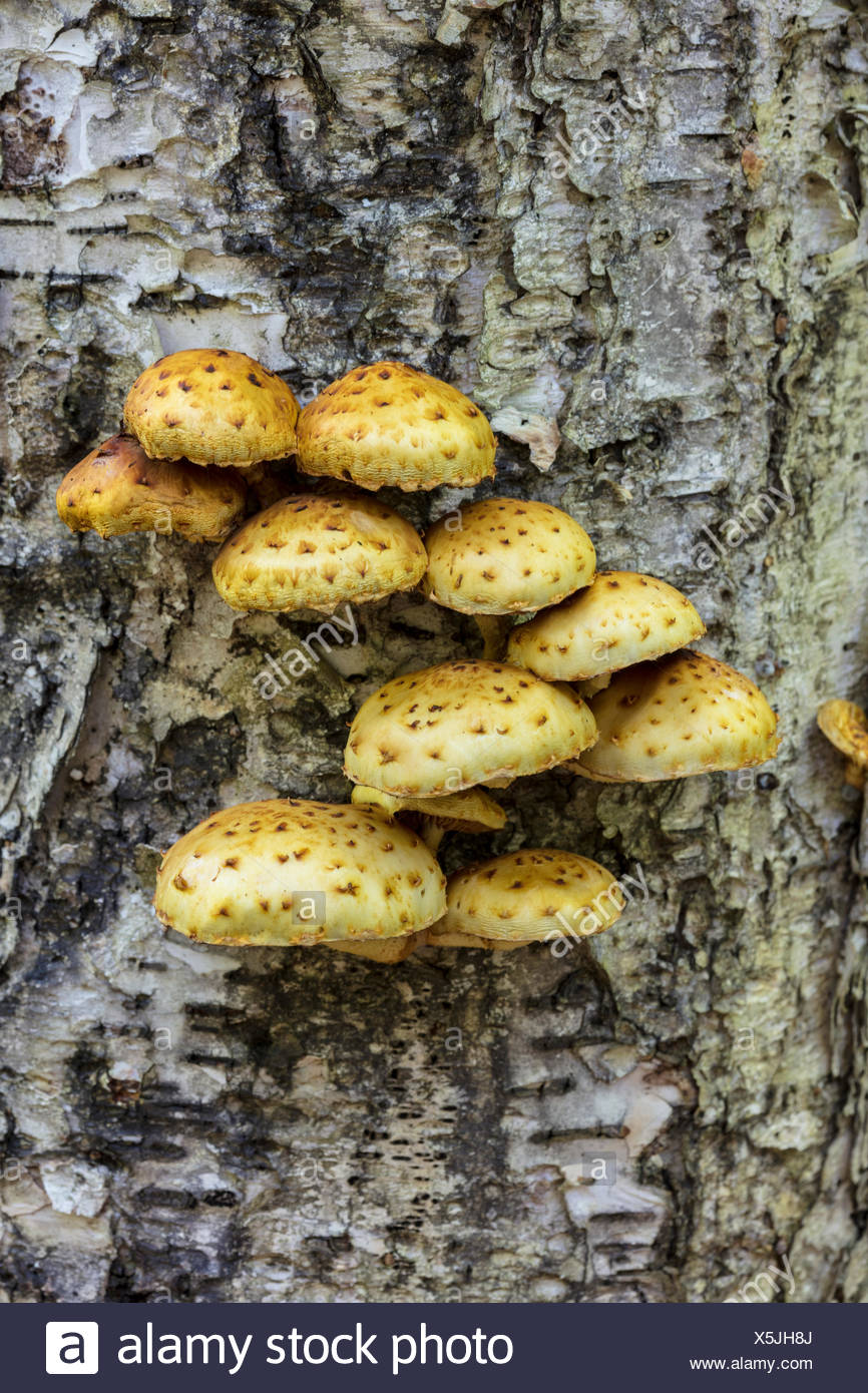 Mushrooms Growing On Birch Tree High Resolution Stock Photography and
