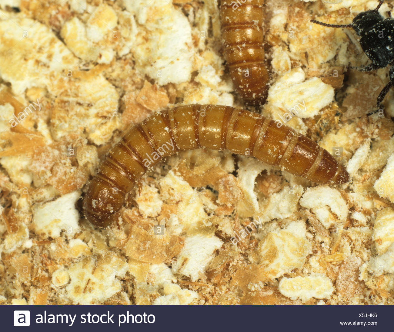 Mealworm Larvae Stock Photos & Mealworm Larvae Stock Images Alamy