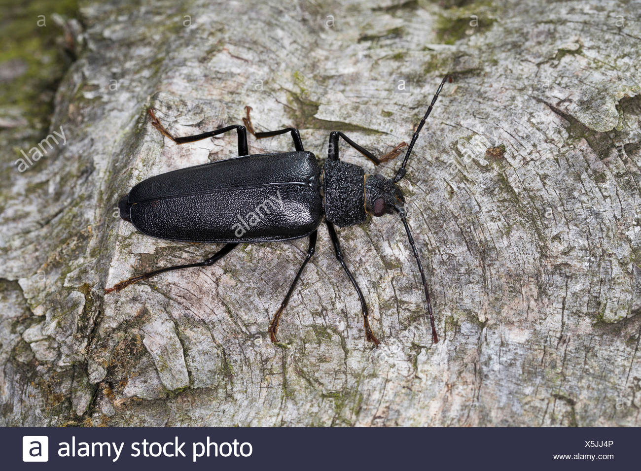 Carpenter Longhorn Ergates Faber High Resolution Stock Photography and