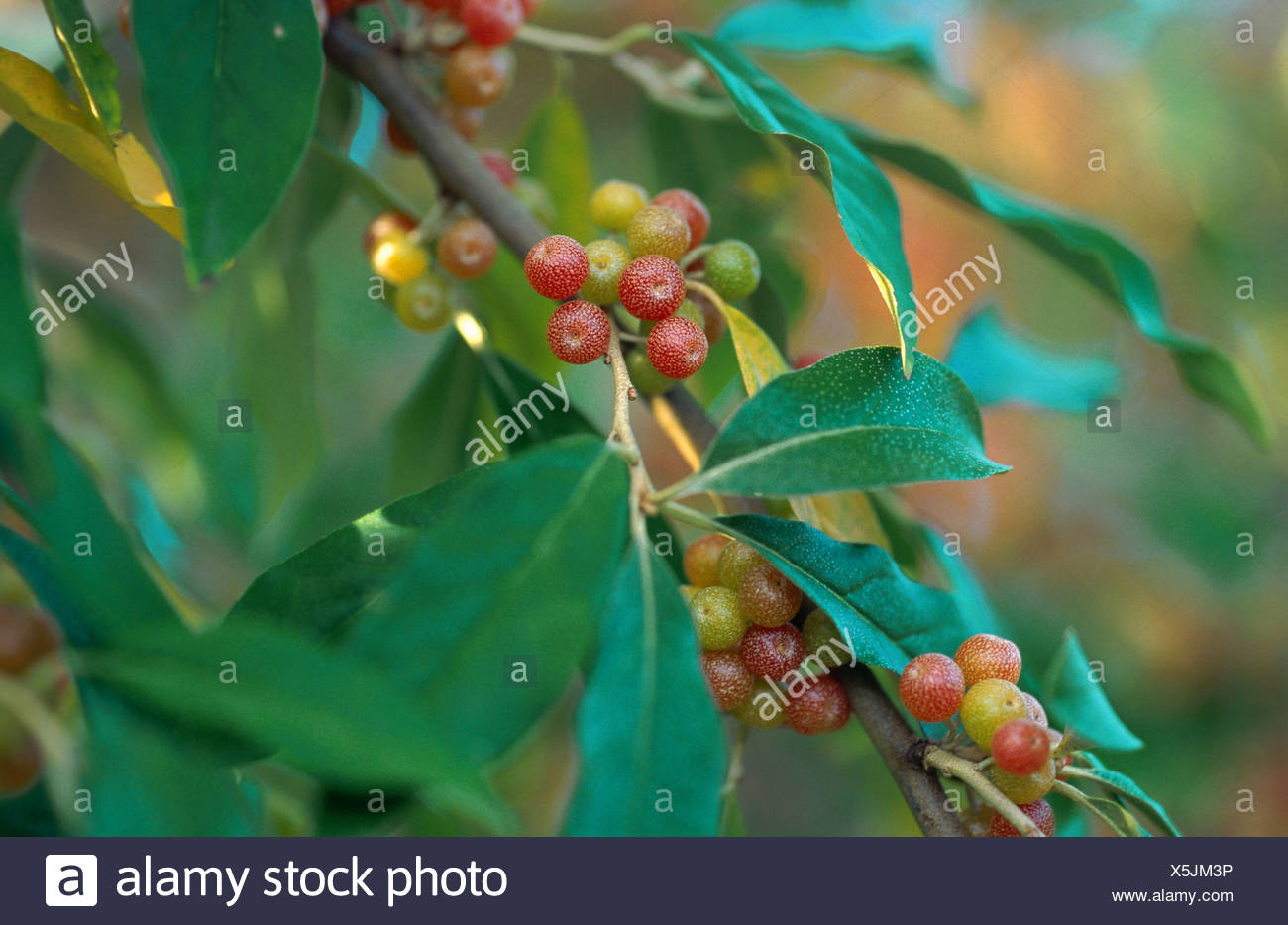 Silverberry Stock Photos Silverberry Stock Images Alamy