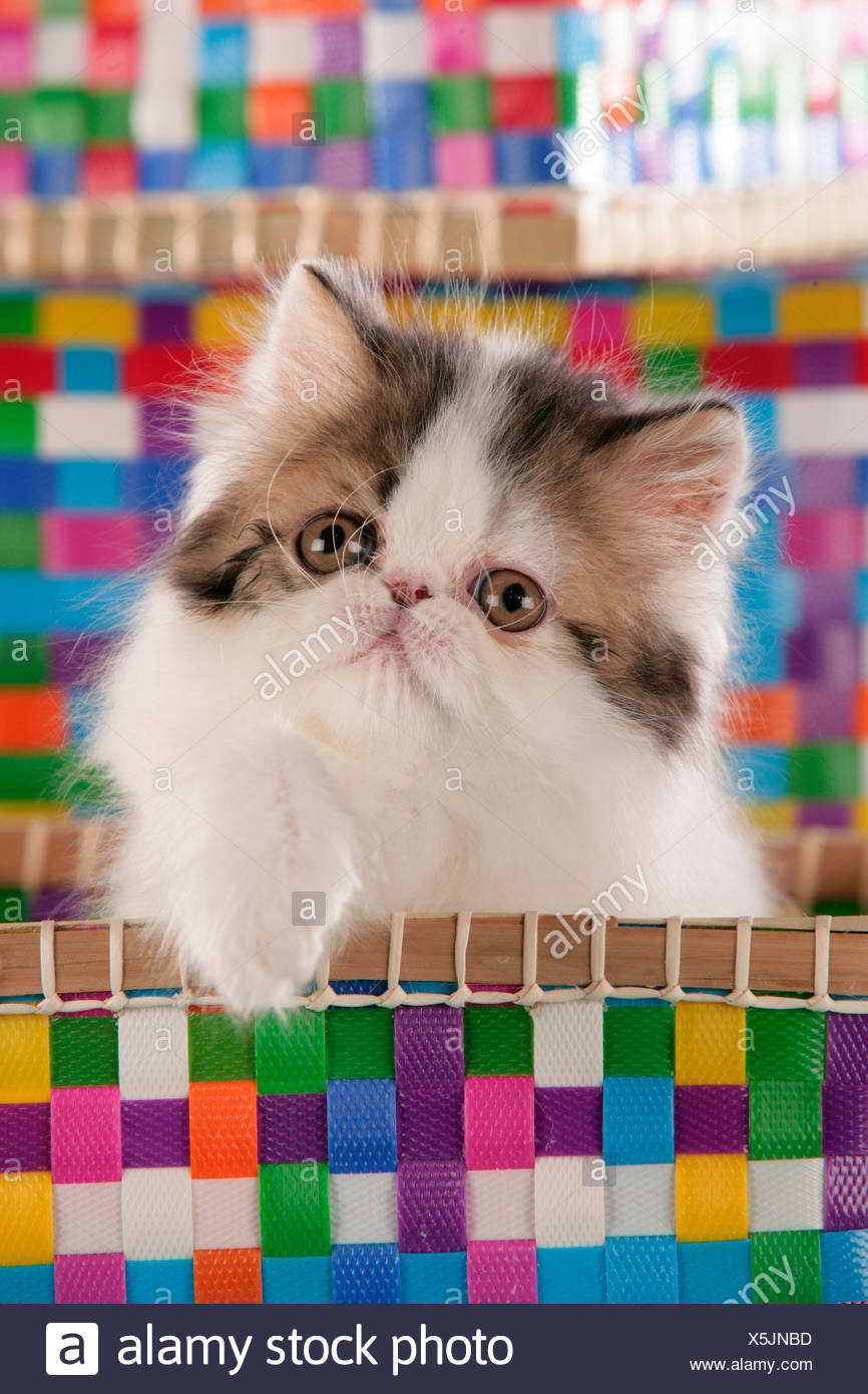British Shorthair Persian Cat Kitten In A Multicoloured Basket