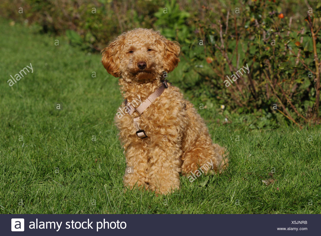 Apricot Colored Poodle 2025