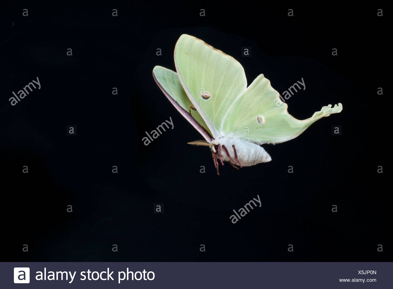 Pictures Of Moths Flying