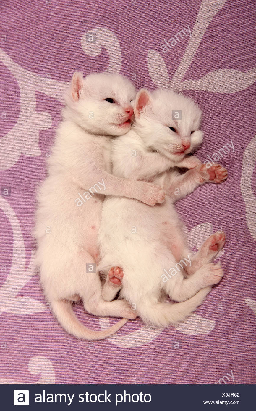 two white kittens