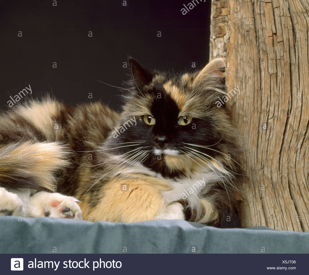 Long Haired Calico Cat Colorado Stock Photo 278853128 Alamy