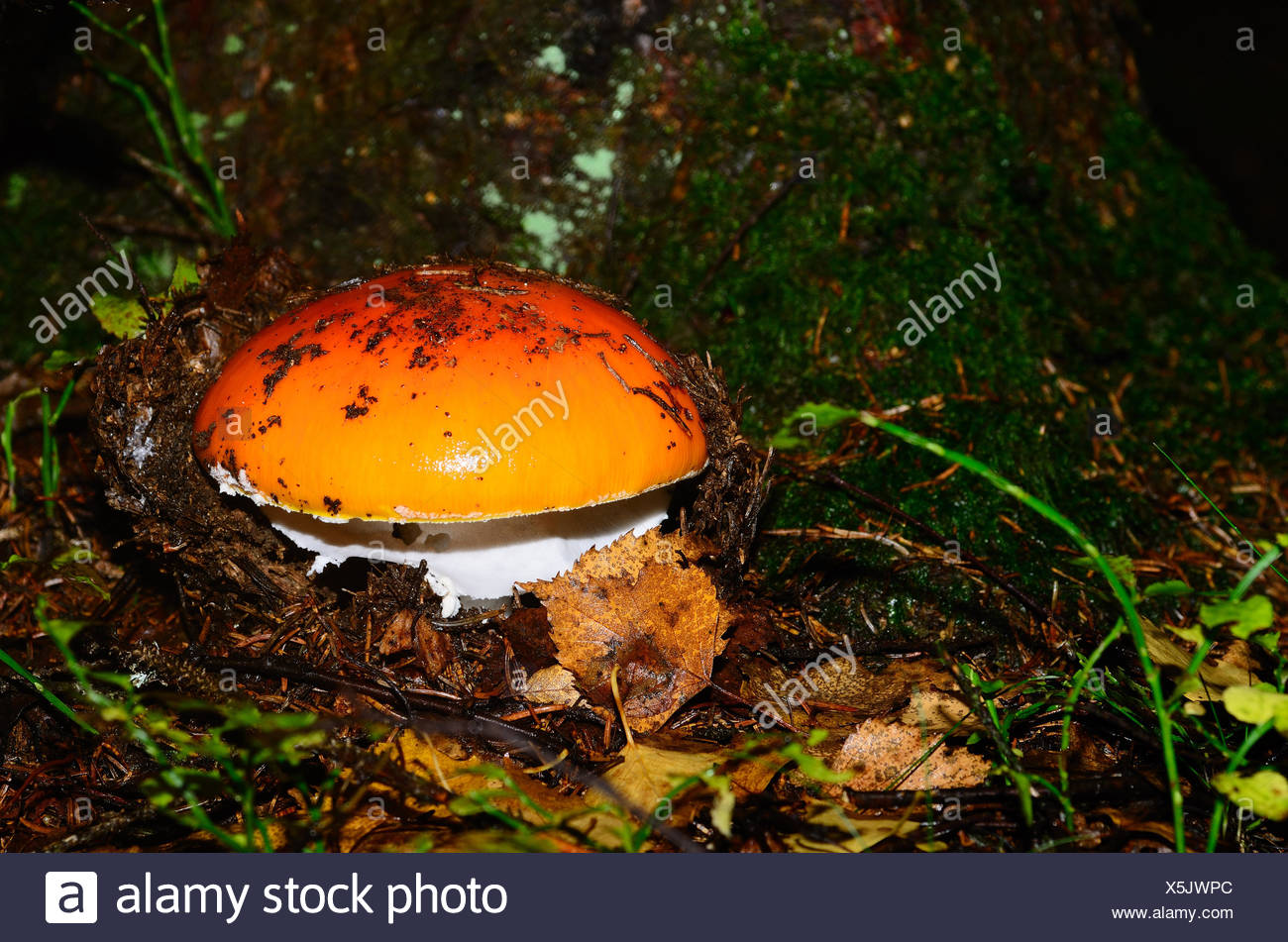 Bildlich Stock Photos & Bildlich Stock Images Alamy