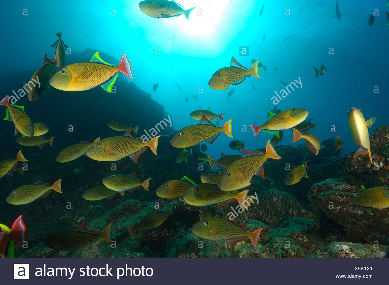 red tailed triggerfish stock