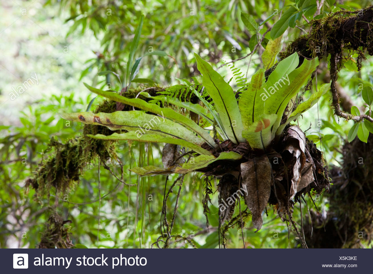 Epiphytic Ferns High Resolution Stock Photography and Images - Alamy