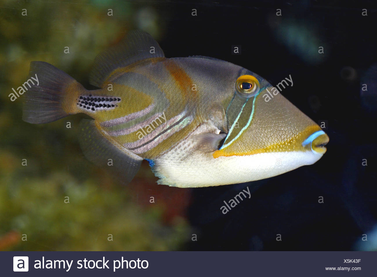 Humuhumu High Resolution Stock Photography and Images - Alamy