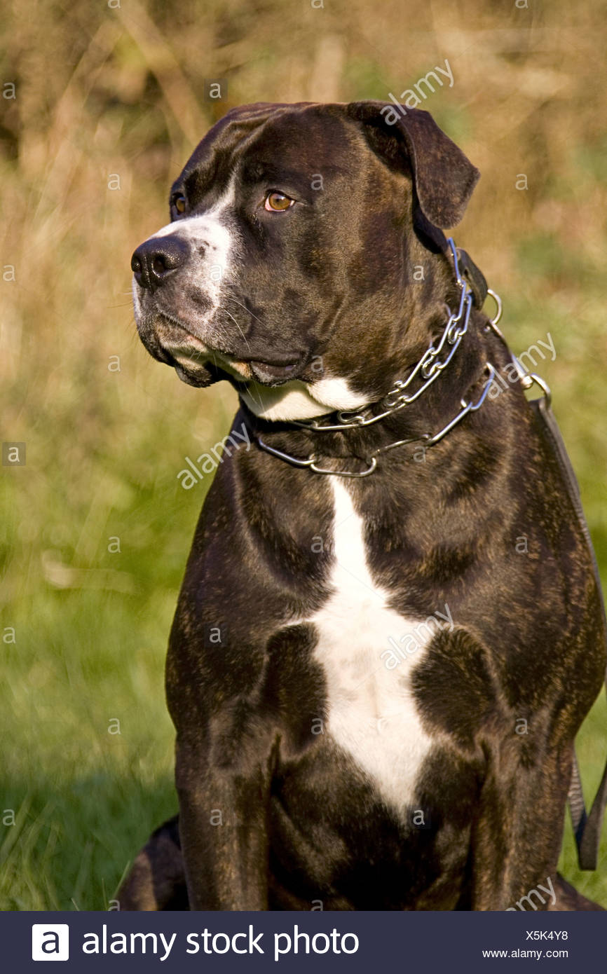 american bulldog cross rottweiler puppies for sale