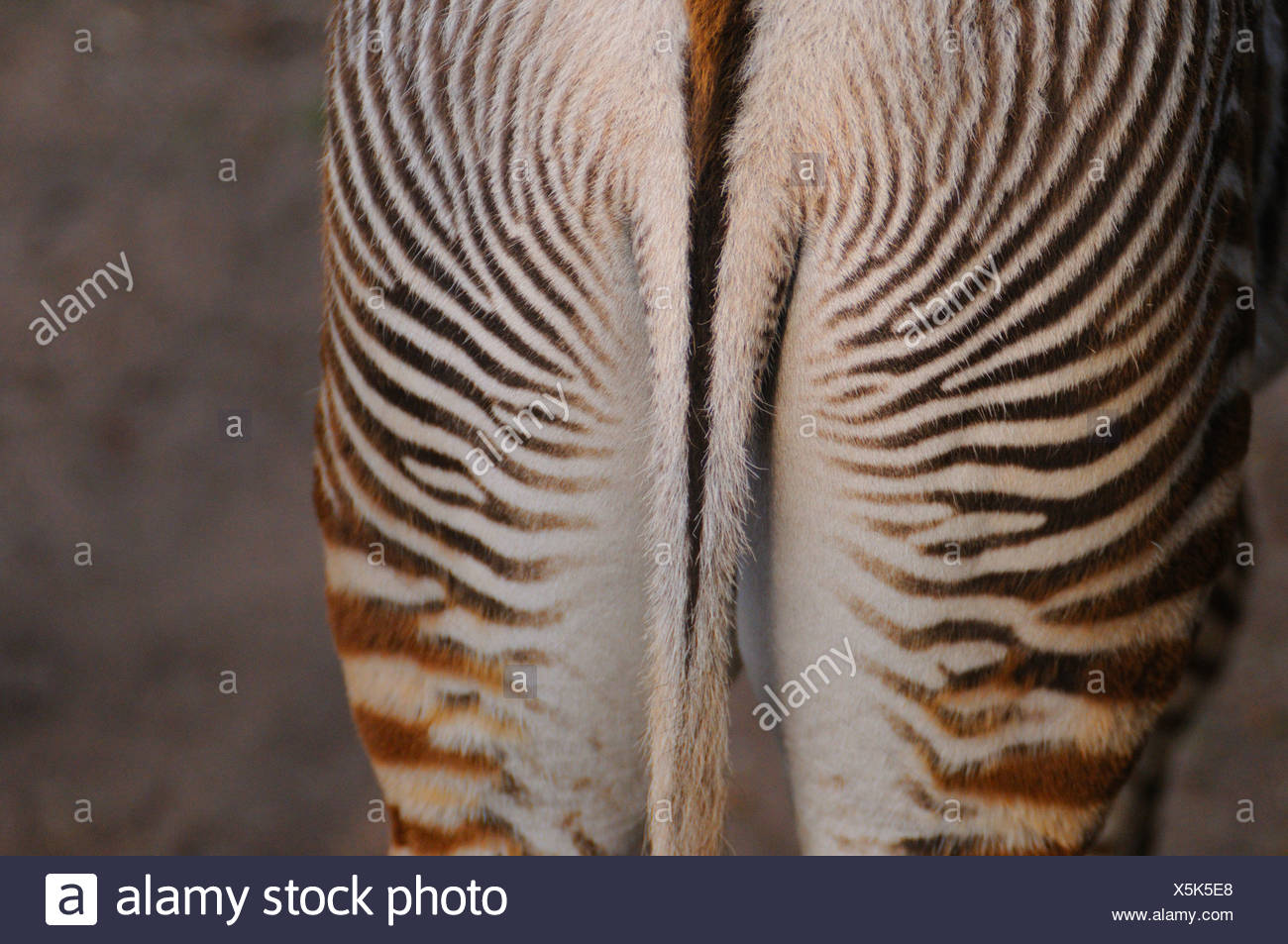 Zebra Tail Stock Photos & Zebra Tail Stock Images Alamy