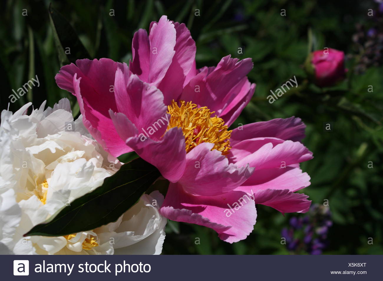 common peony Stock Photo