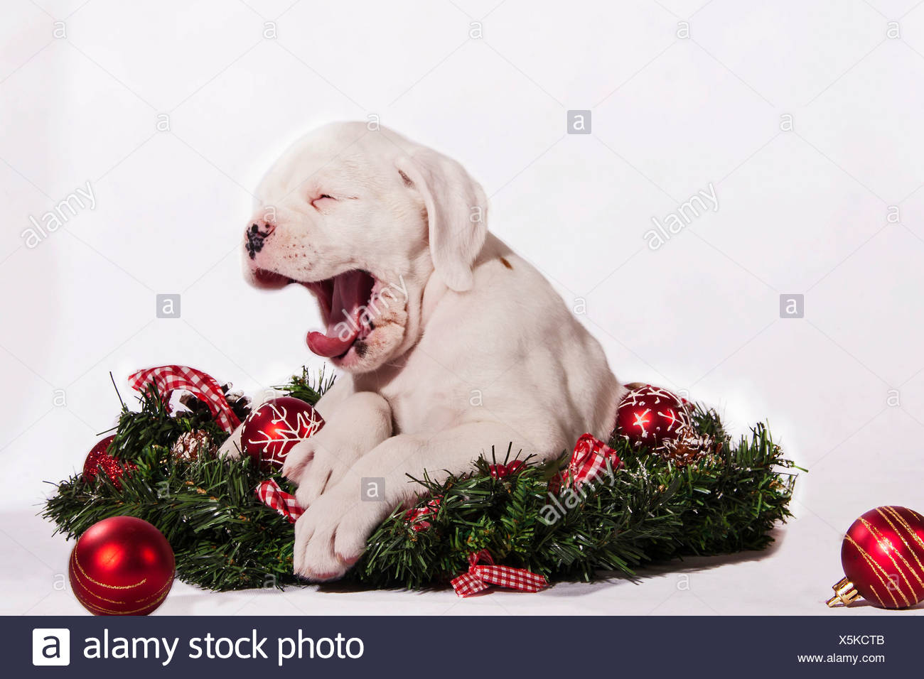 Boxer Dog Yawning Puppy With Christmas Decorations Stock Photo