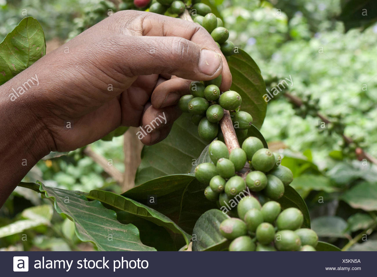 Picking Coffee Beans Stock Photos & Picking Coffee Beans Stock Images