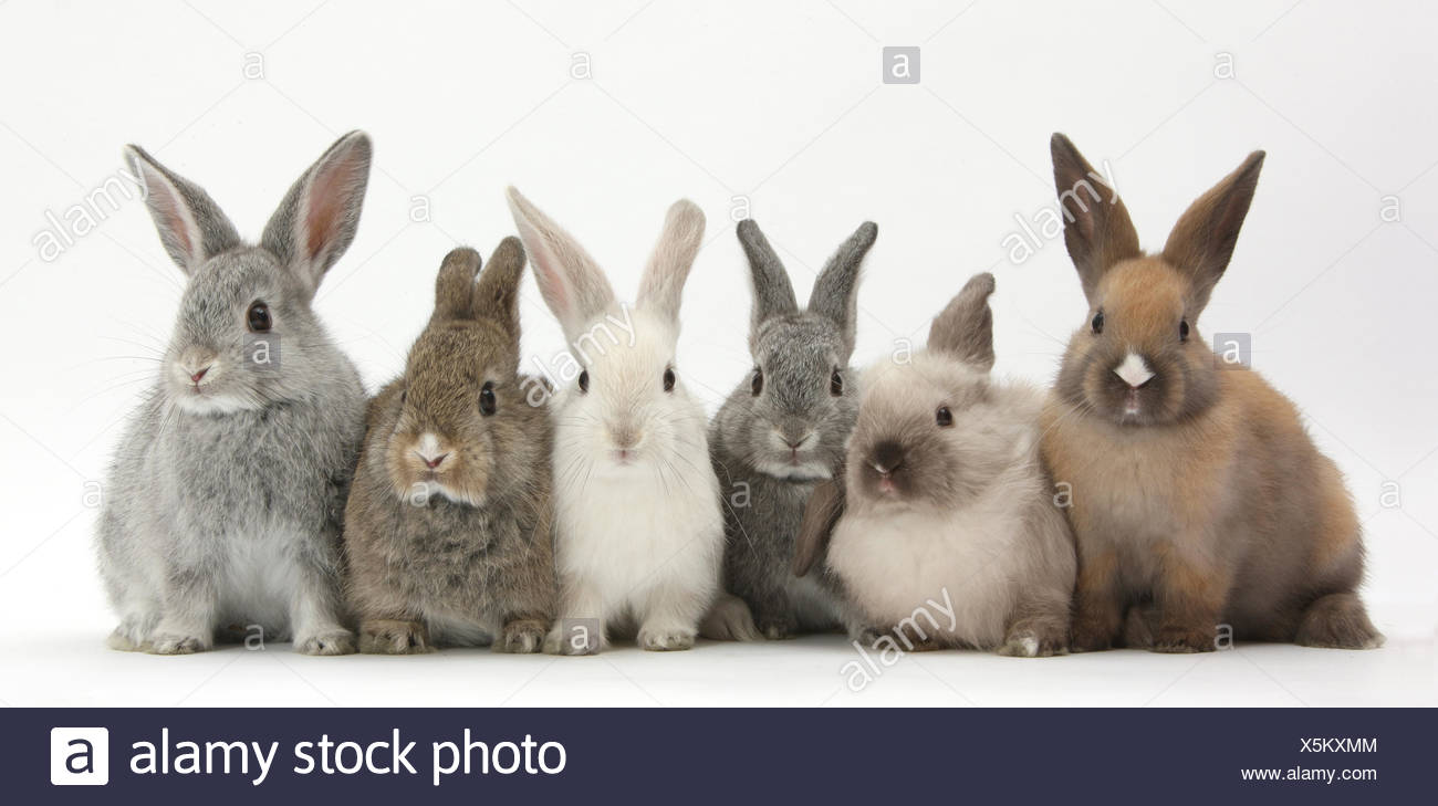 Baby Rabbits Group Stock Photos & Baby Rabbits Group Stock Images Alamy