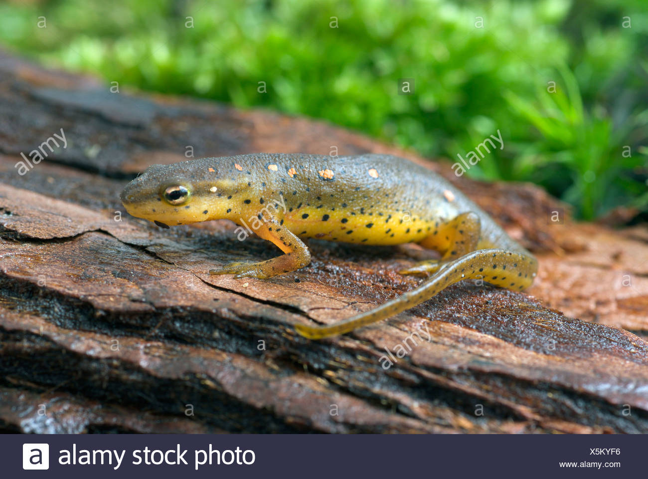 eft, red-spotted newt, red eft, eastern newt (Notophthalmus viridescens), on a stone Stock Photo