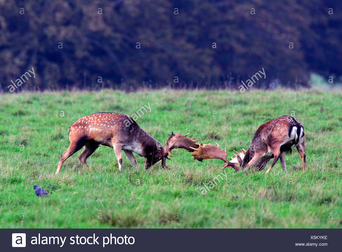 Fighting fallow deers during the rut - males (Cervus dama) (Dama dama) Stock Photo