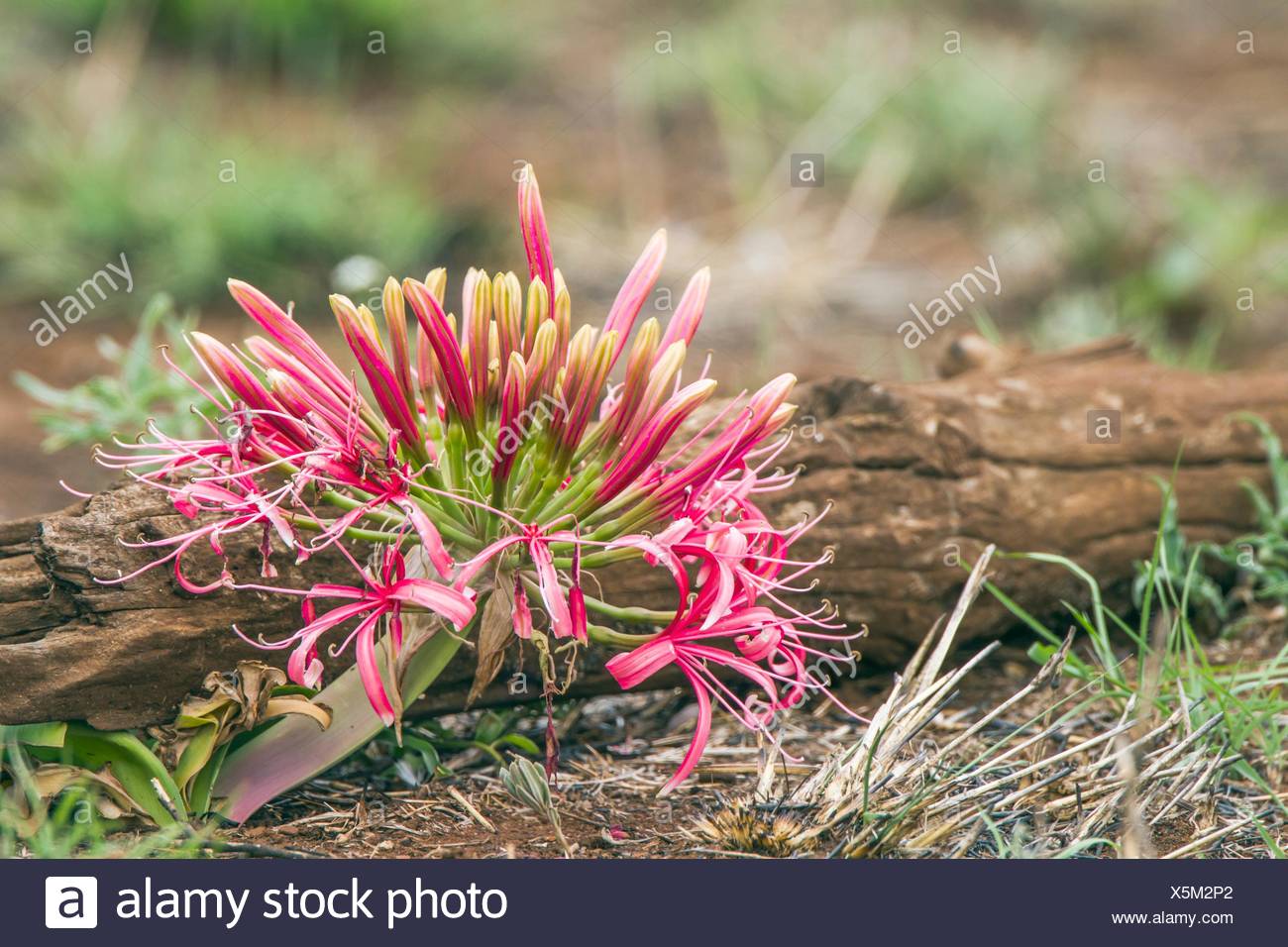 Blood Lily High Resolution Stock Photography and Images Alamy