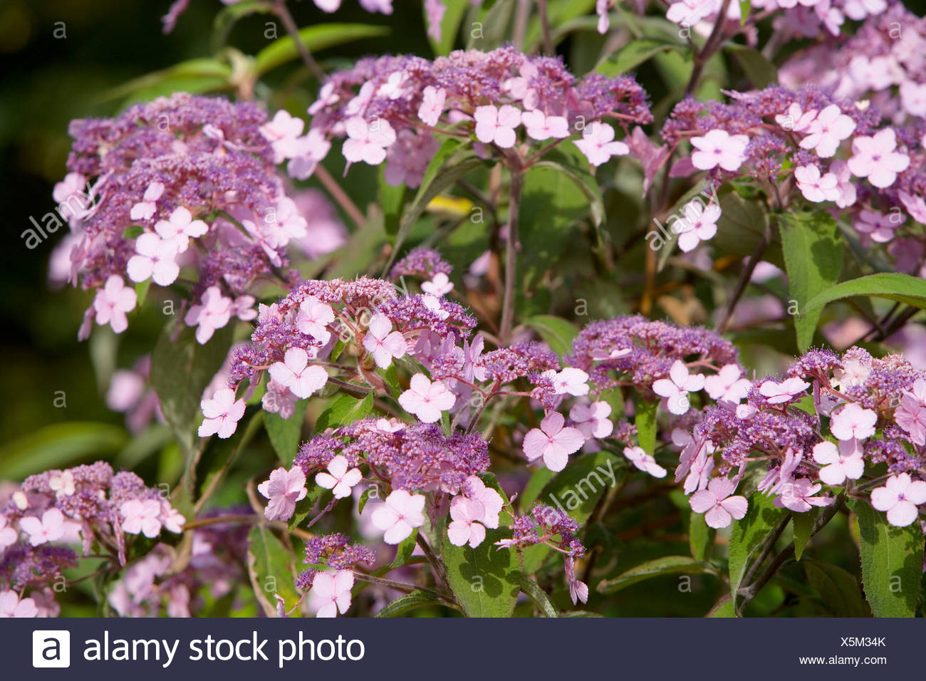 Hydrangea Aspera Stock Photos Hydrangea Aspera Stock Images