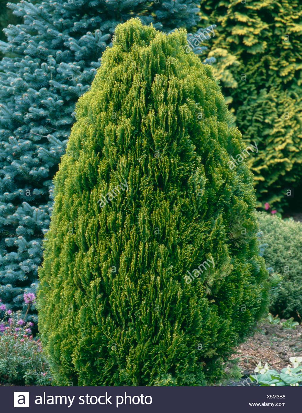 Platycladus Orientalis Aurea Nana Agm Syn Thuja Orientalis Aurea Nana Con027714 Phot Stock Photo Alamy