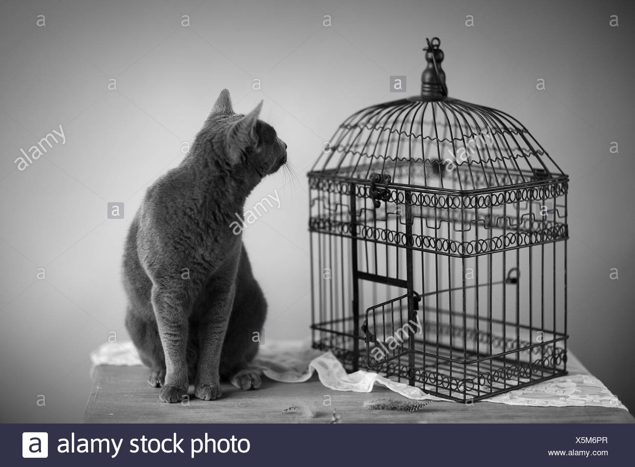 Cat Bird Cage Stock Photos & Cat Bird Cage Stock Images Alamy